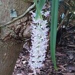 Rhynchostylis retusa Flower