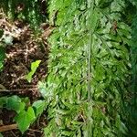 Asplenium cuneatum Leaf