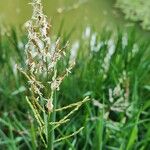 Leersia hexandra Blüte