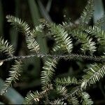 Dacrycarpus dacrydioides Bark