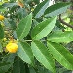 Senna × floribunda Leaf