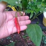 Capsicum baccatum Plod