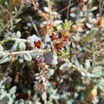 Teucrium fruticans花