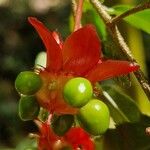 Ochna serrulata Fruit