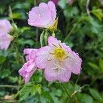 Oenothera speciosaКвітка