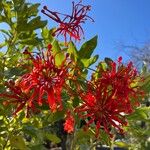 Stenocarpus sinuatus Virág