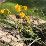 Narcissus gaditanus Flower