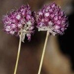 Allium strictum Blüte