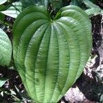 Dioscorea villosa Leaf