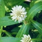 Alternanthera philoxeroides Blomst