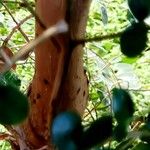 Myrsine africana Ekosanga