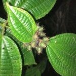 Miconia crenata Fruit