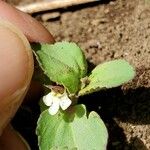 Vandellia diffusa Blomma