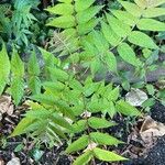 Ailanthus altissimaഇല