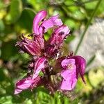 Pedicularis rostratocapitata ফুল