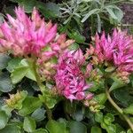 Sedum spurium 形态