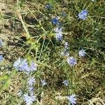 Cichorium endiviaFlower