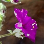 Mirabilis bracteosa