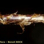 Dryopteris guanchica Φλοιός