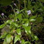 Epilobium duriaei Pokrój