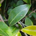 Camellia japonica Φύλλο