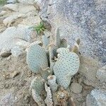 Opuntia basilaris 葉