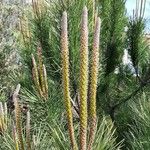 Pinus pinaster Flower