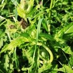 Cirsium oleraceum Blad