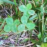 Trifolium fucatum Deilen