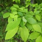 Lindera benzoin Blad