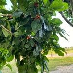 Ficus racemosa Leaf