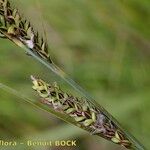 Carex hartmaniorum Kaarna