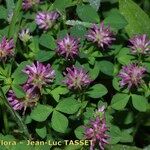 Trifolium resupinatum Habit
