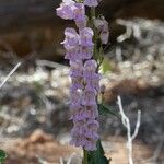 Penstemon palmeri Flor