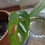 Monstera adansonii 葉