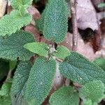 Teucrium scorodonia 葉