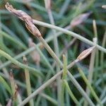 Eleocharis quinqueflora Other