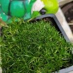 Sagina pilifera পাতা