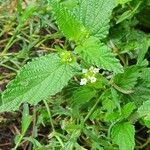 Lippia javanica Лист