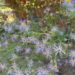 Symphyotrichum oblongifolium Flower