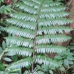 Cyathea arborea Hoja