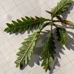 Potentilla inclinata Leaf