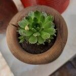 Sempervivum grandiflorum Fuelha