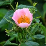 Rosa canina Lorea
