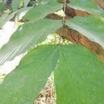 Markhamia tomentosa Leaf