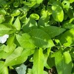 Ipomoea aquatica Leaf