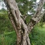 Bursera graveolens Bark