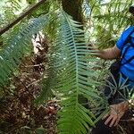 Blechnum contiguum