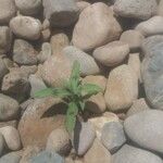 Persicaria maculosa ᱥᱟᱠᱟᱢ