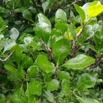Gardenia volkensii Blatt